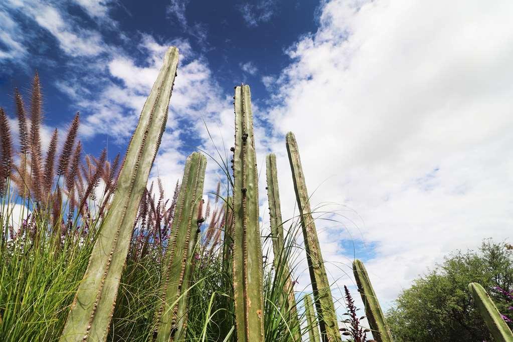 Albor San Miguel De Allende Tapestry Collection By Hilton Exterior foto