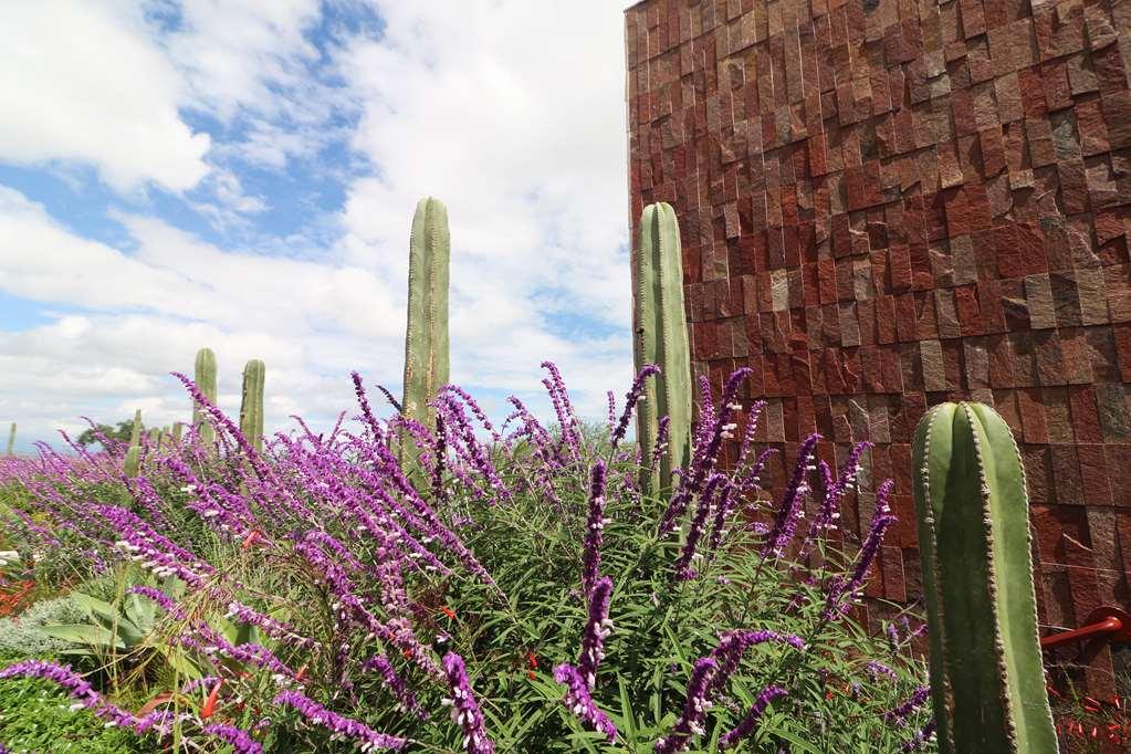 Albor San Miguel De Allende Tapestry Collection By Hilton Exterior foto